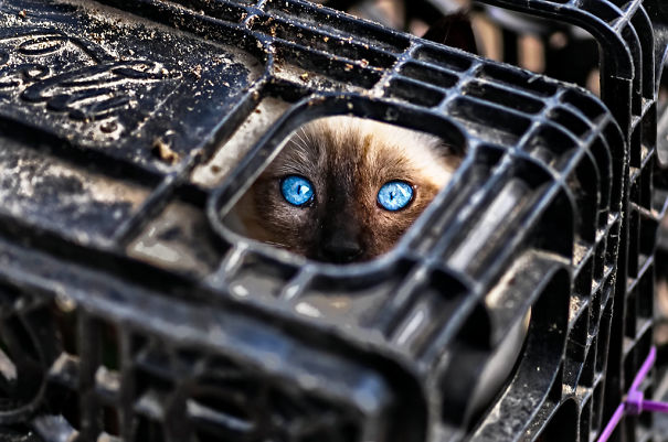 gatos-ninja (32)