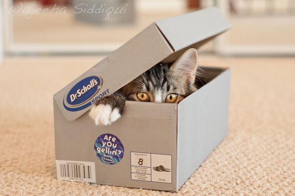 gatos-ninja (37)