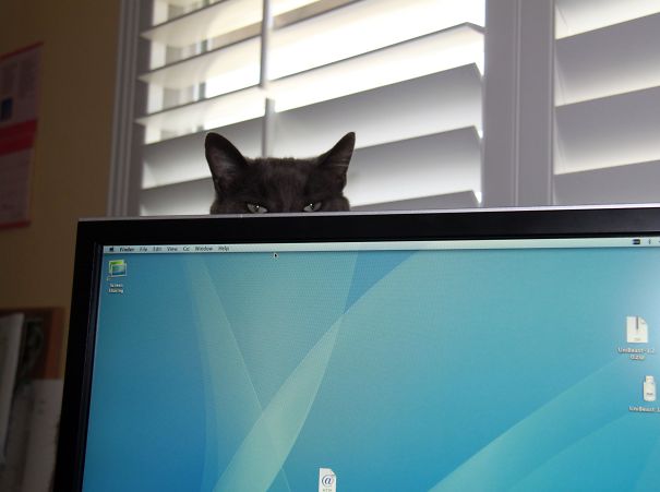 gatos-ninja (38)
