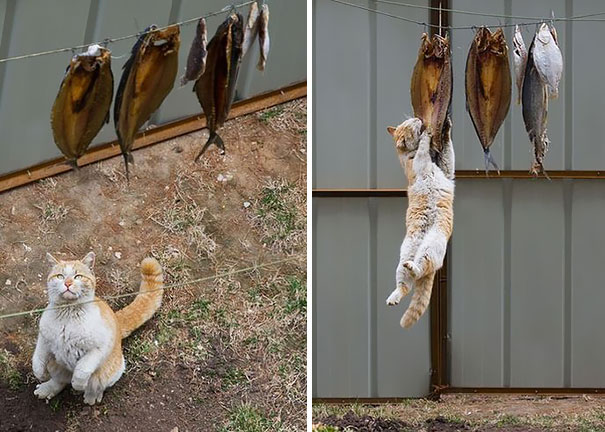 gatos-ninja (4)