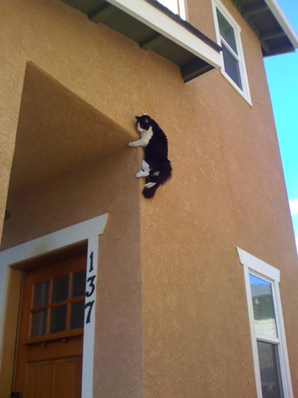 gatos-ninja (40)