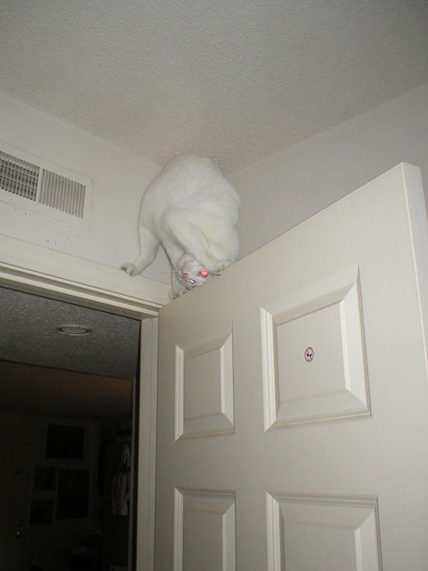 gatos-ninja (43)