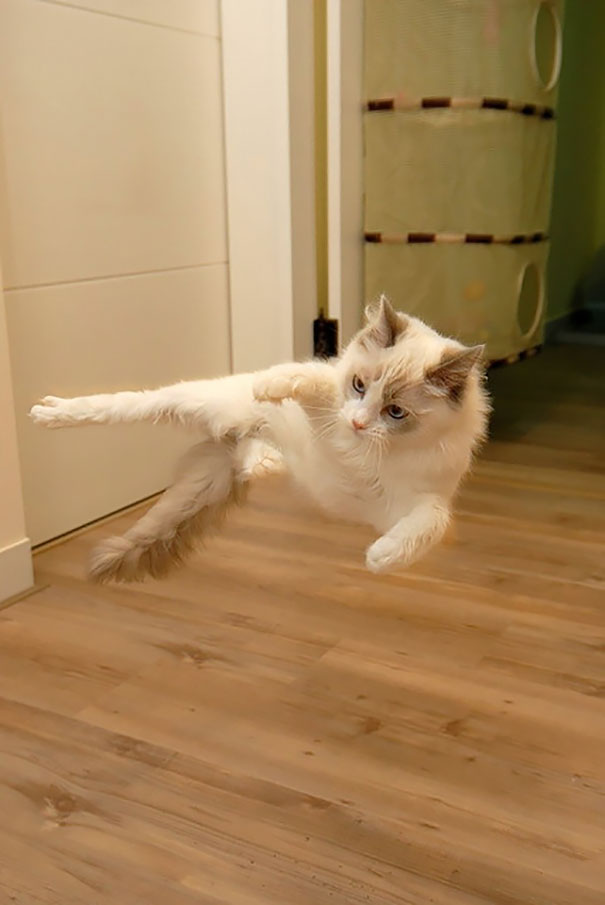 gatos-ninja (47)