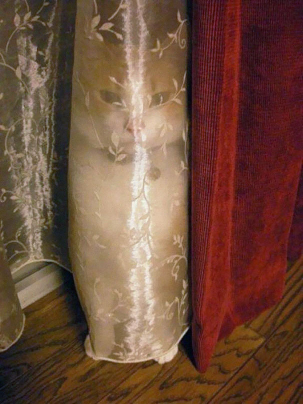 gatos-ninja (48)