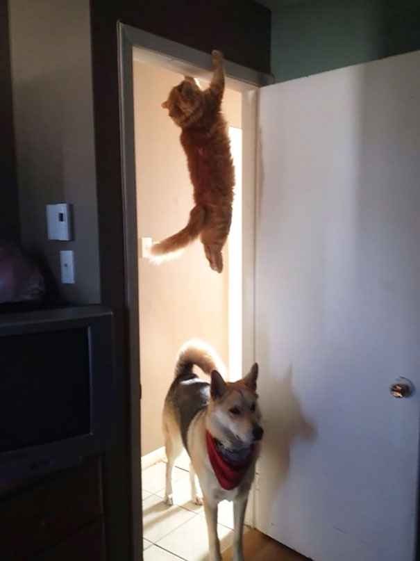 gatos-ninja (52)