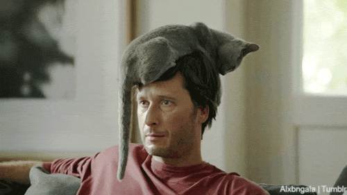 gatos-sombreros (1)