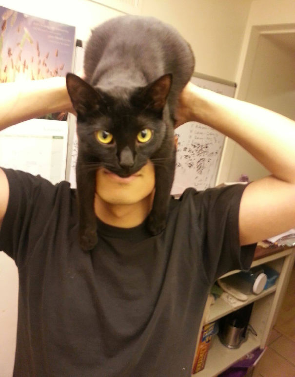 gatos-sombreros (12)