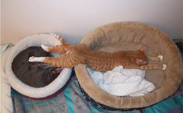 logica-gatos (1)