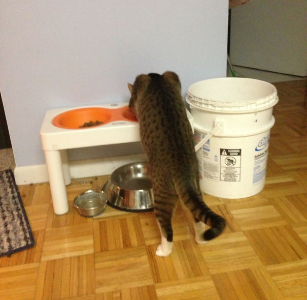 logica-gatos (14)