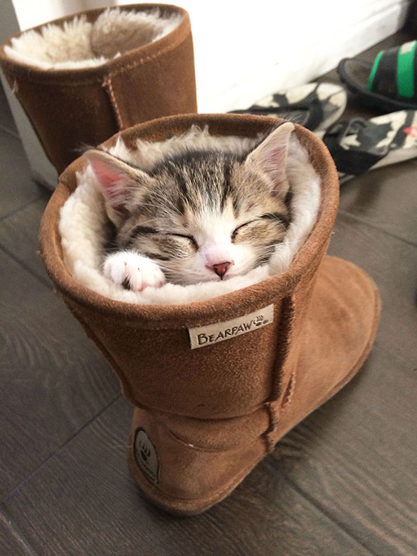 logica-gatos (15)