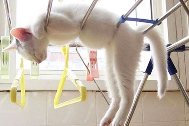 logica-gatos (16)