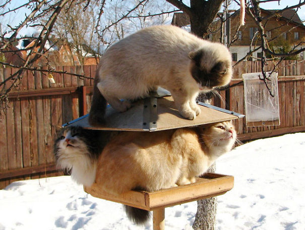 logica-gatos (18)