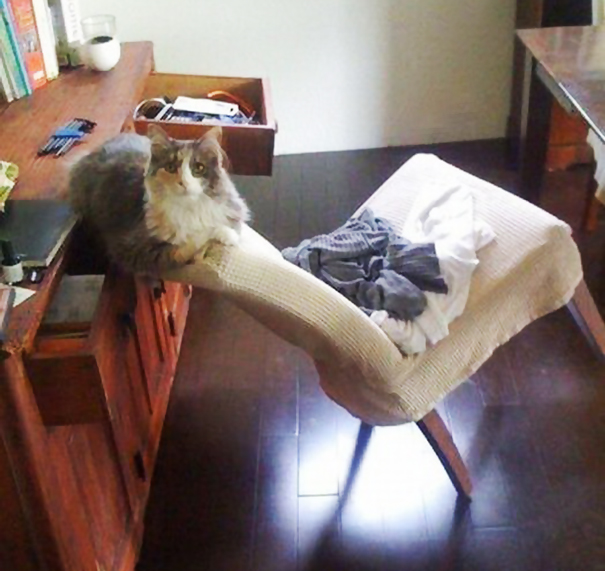 logica-gatos (22)