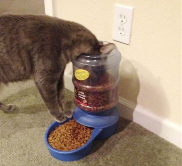logica-gatos (23)