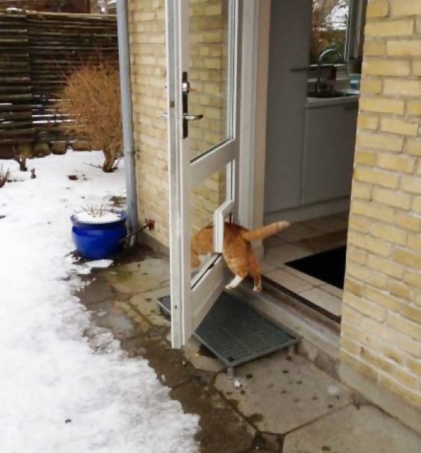 logica-gatos (24)
