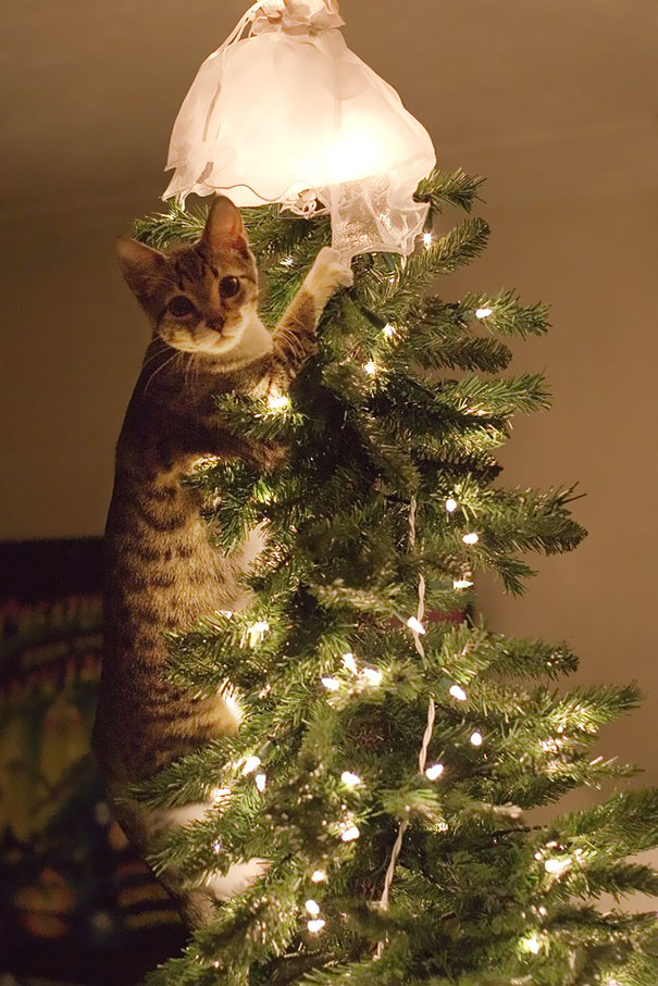 logica-gatos (25)