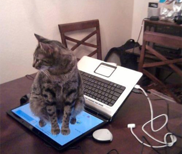 logica-gatos (4)