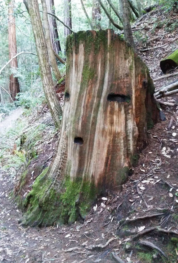 pareidolia-2- (1)