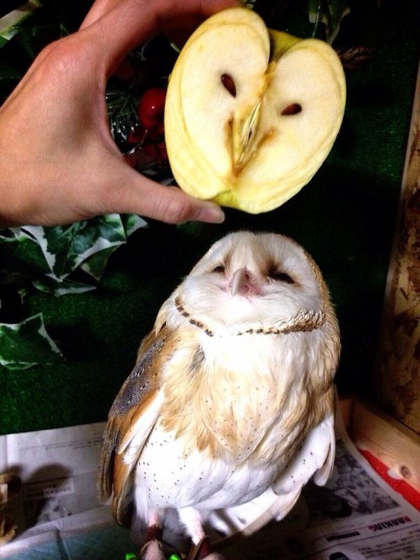 pareidolia-2- (12)