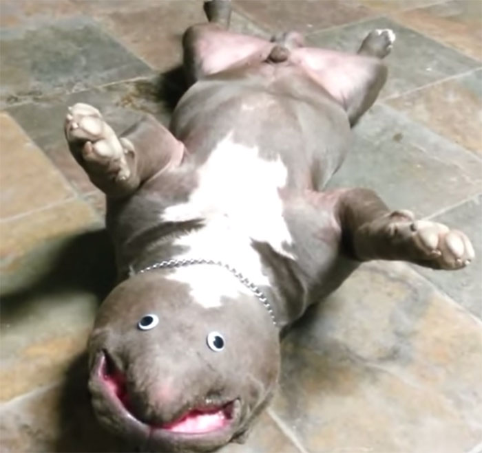 perro-criatura-ojos-saltones-1
