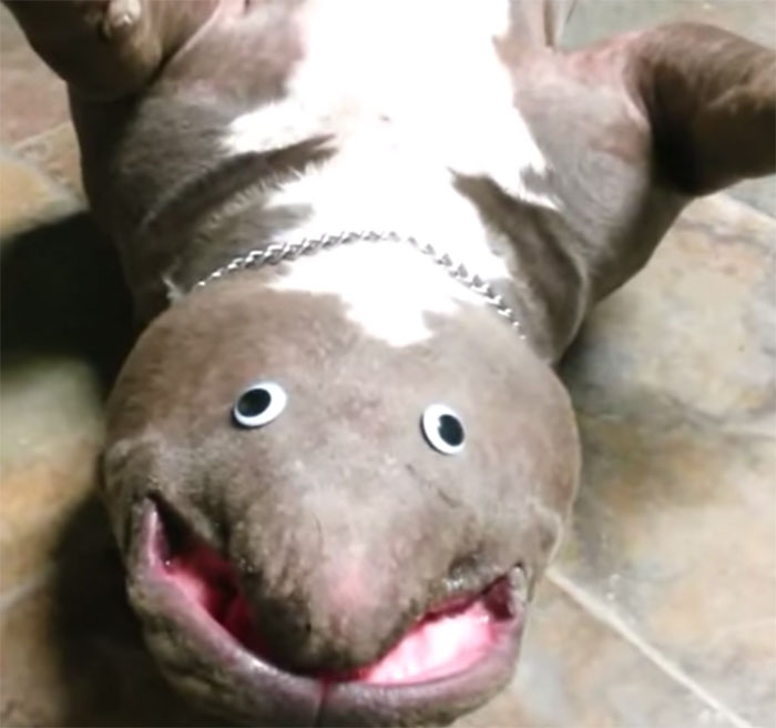 perro-criatura-ojos-saltones-2
