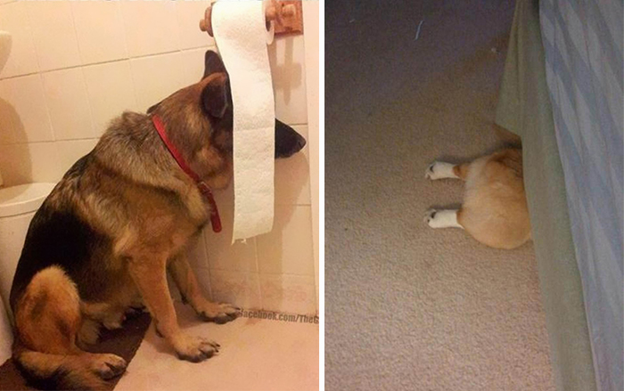 20 Perros que no saben jugar al escondite