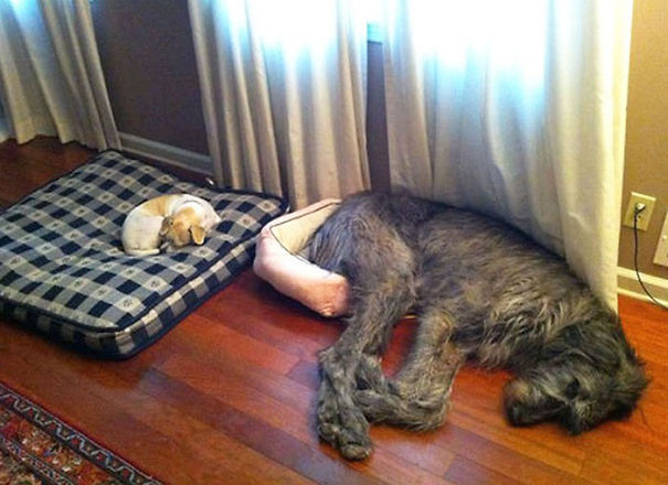 perros-grandes-sintiendose-pequenos- (11)