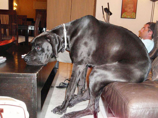perros-grandes-sintiendose-pequenos- (4)
