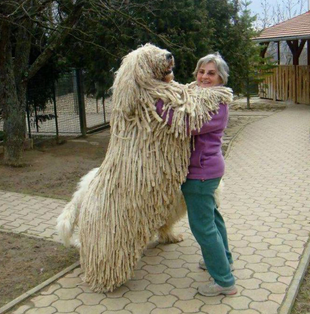 perros-grandes-sintiendose-pequenos- (5)