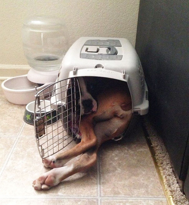perros-grandes-sintiendose-pequenos- (6)