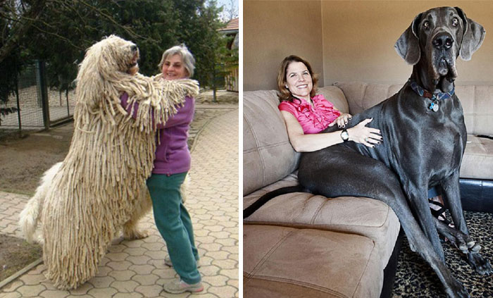 12 Perros que no se dan cuenta de lo GRANDES que son