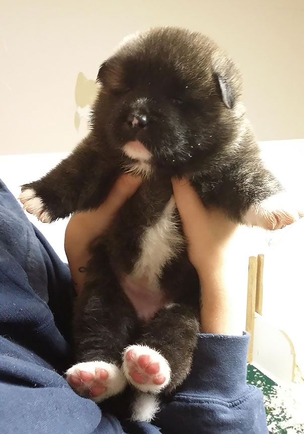 perros-regordetes-oseznos-parecidos (14)
