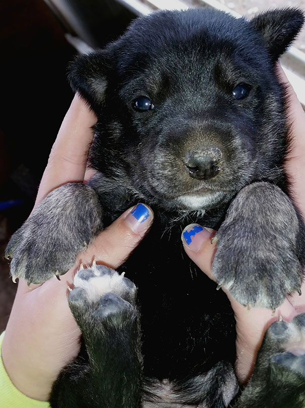 perros-regordetes-oseznos-parecidos (21)