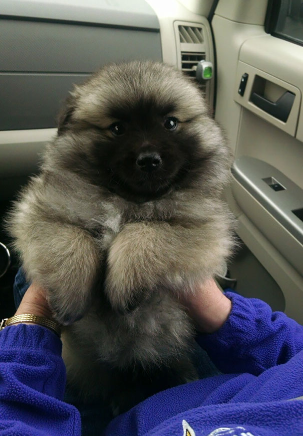perros-regordetes-oseznos-parecidos (3)