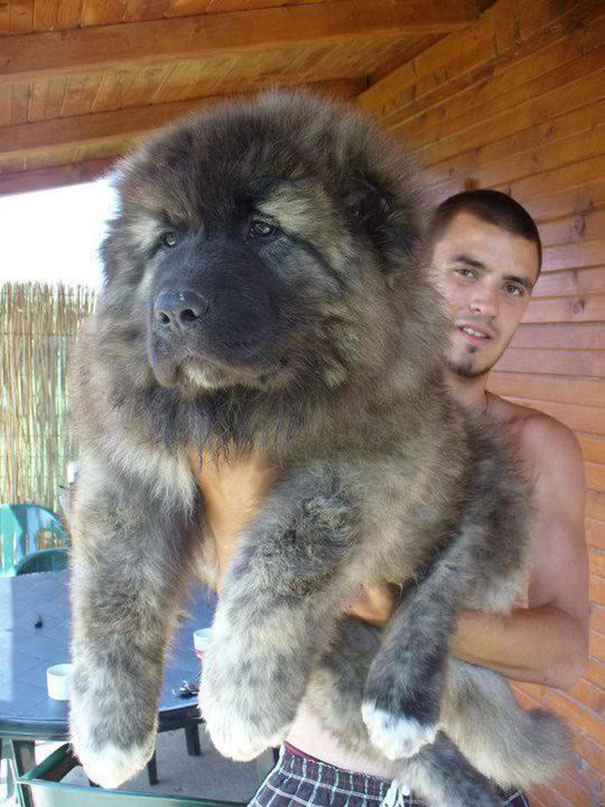 perros-regordetes-oseznos-parecidos (8)