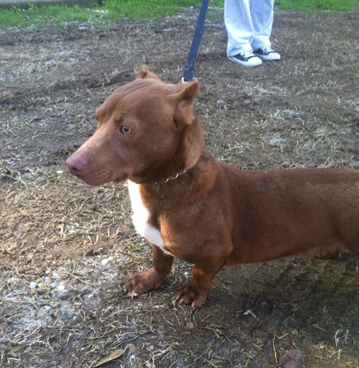 rami-cruce-perro-salchicha-pitbull (1)
