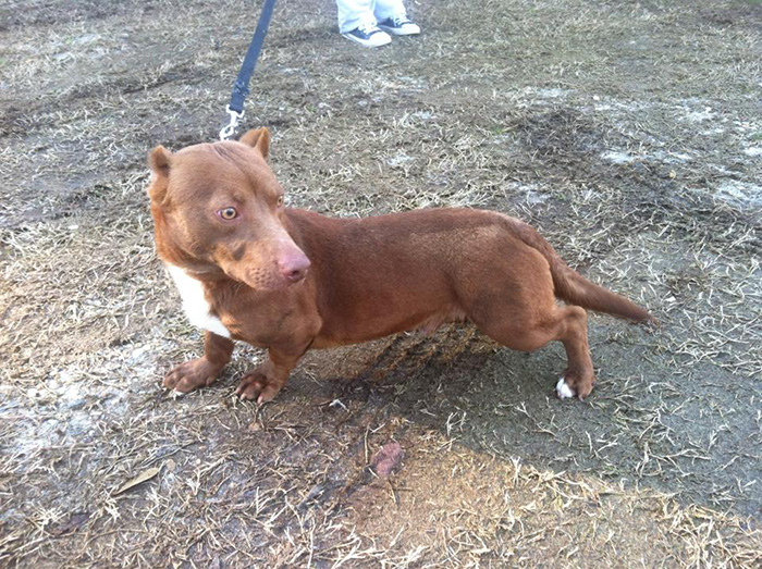 rami-cruce-perro-salchicha-pitbull (2)