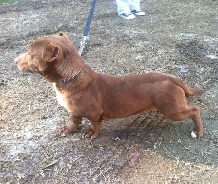 rami-cruce-perro-salchicha-pitbull (3)