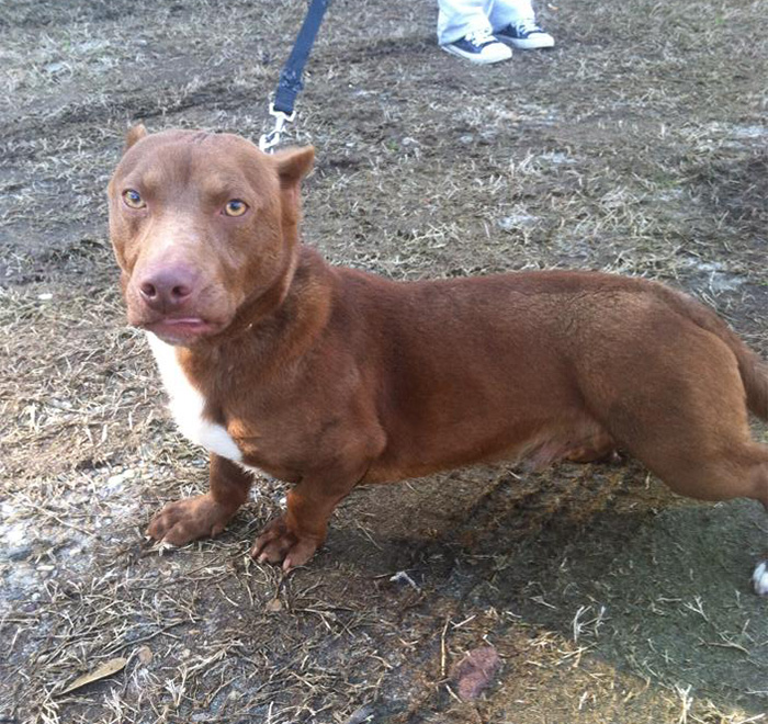 rami-cruce-perro-salchicha-pitbull (5)