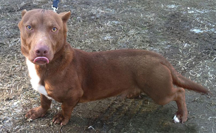 Este cruce de dachshund y pitbull es el perro más raro que hayamos visto nunca