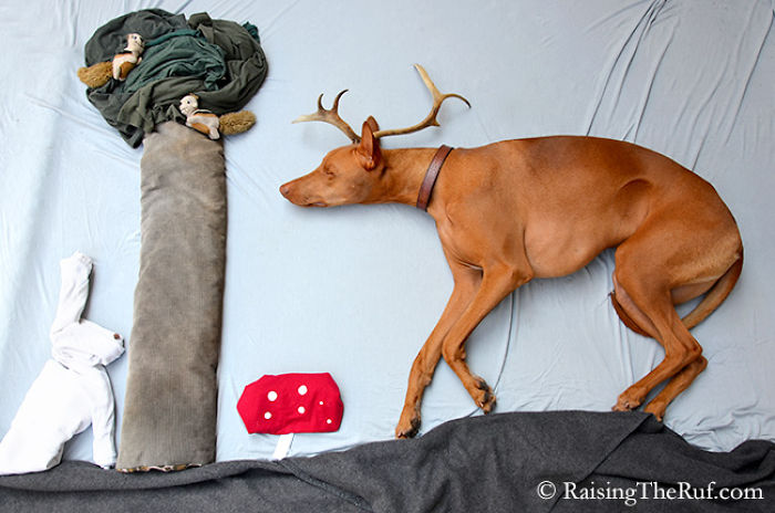 rufus-perro-durmiendo (1)