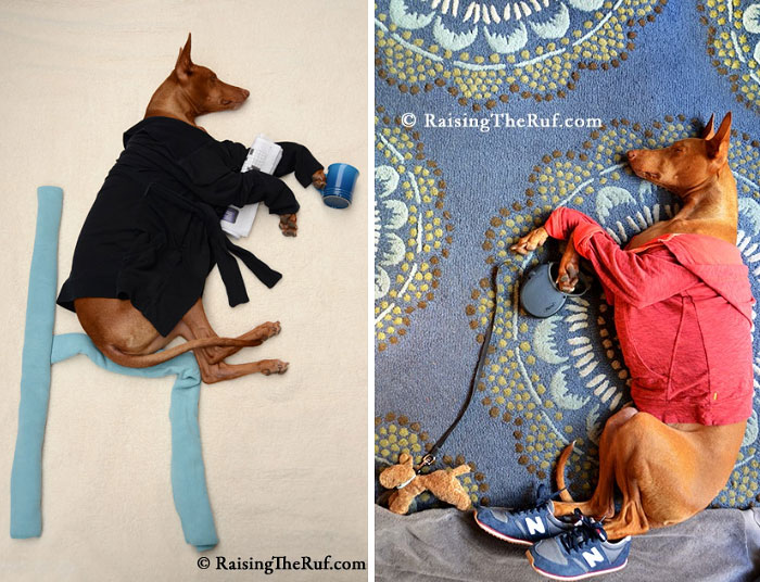 rufus-perro-durmiendo (10)