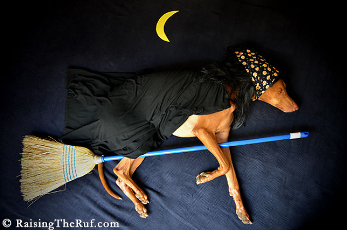 rufus-perro-durmiendo (7)