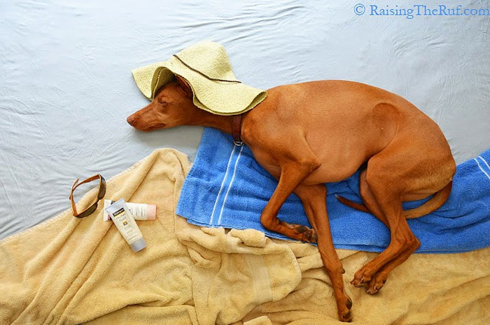 rufus-perro-durmiendo (9)