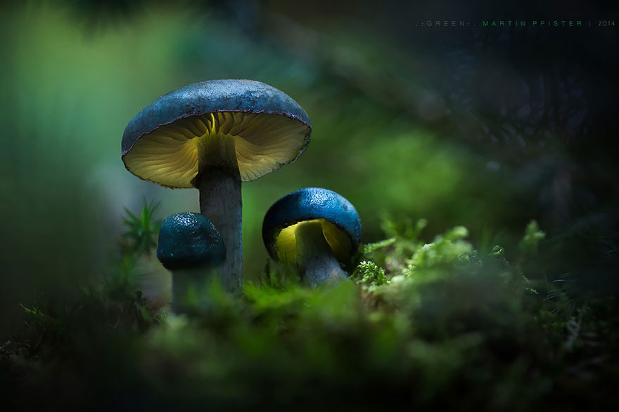 setas-martin-pfister- (10)