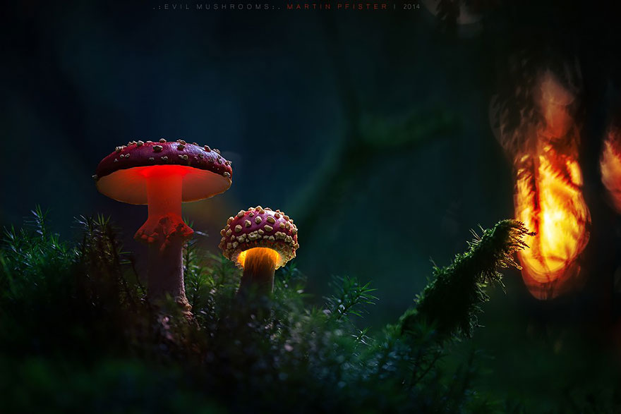 setas-martin-pfister- (12)