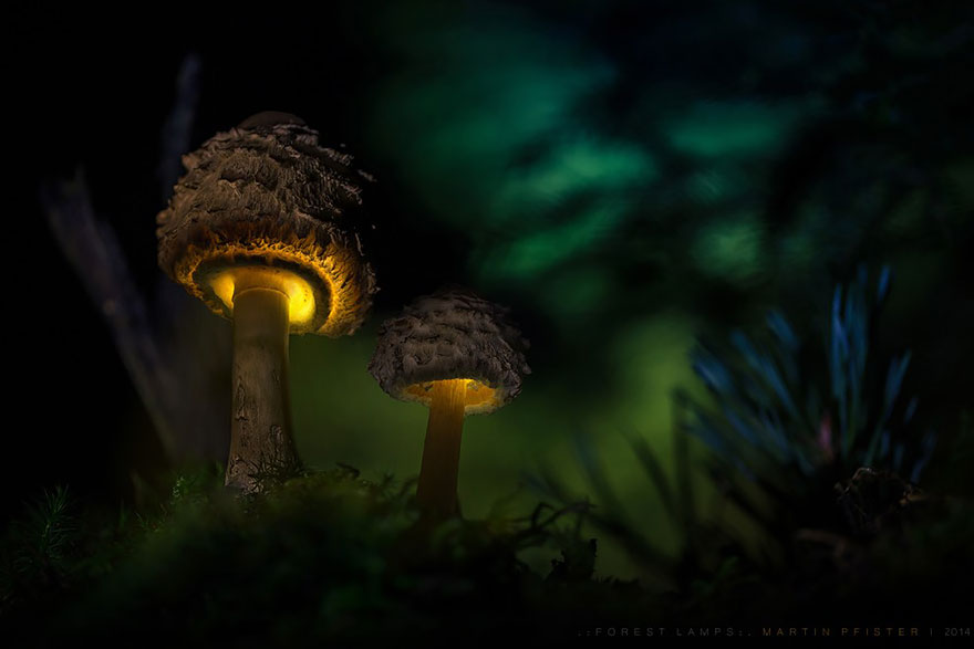setas-martin-pfister- (13)