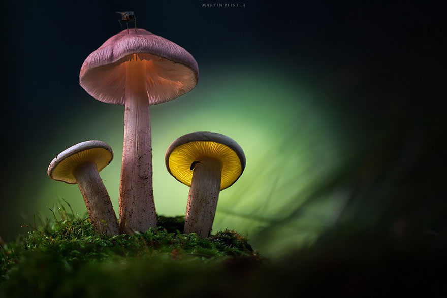setas-martin-pfister- (5)