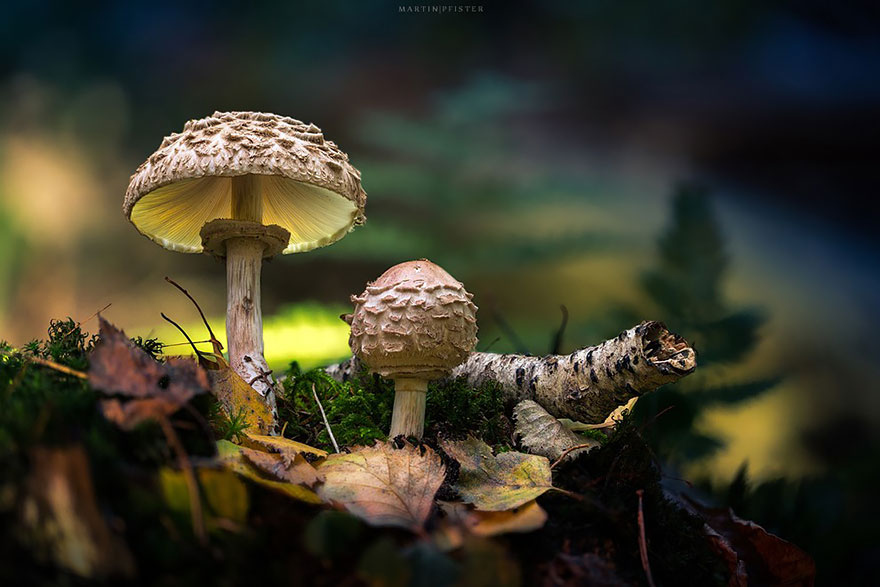 setas-martin-pfister- (8)