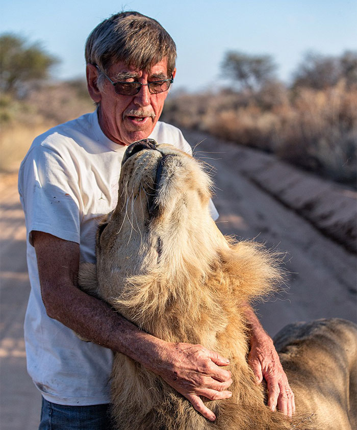 11 Años de amistad unen a un león y al humano que lo salvó